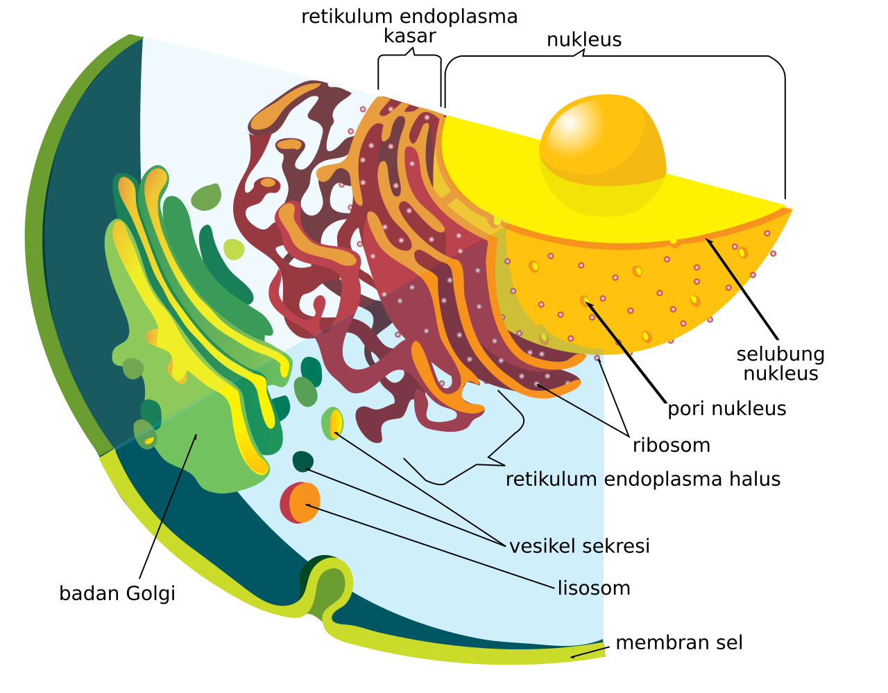 File Endomembrane system diagram id svg Wikimedia Commons