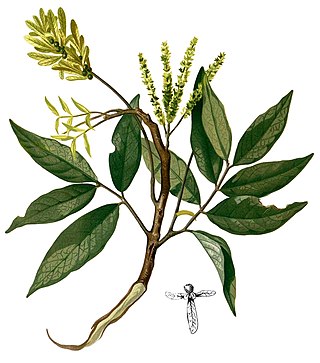 <i>Engelhardia</i> Genus of flowering plants