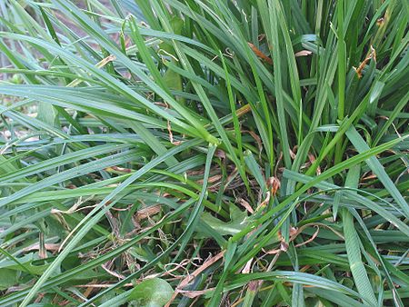 Engels raaigras spruiten (Lolium perenne tillers).jpg