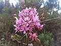 Epidendrum arachnoglossum