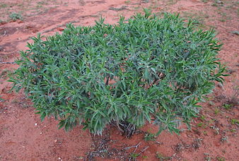 E. freelingii growth habit Eremophila freelingii.jpg