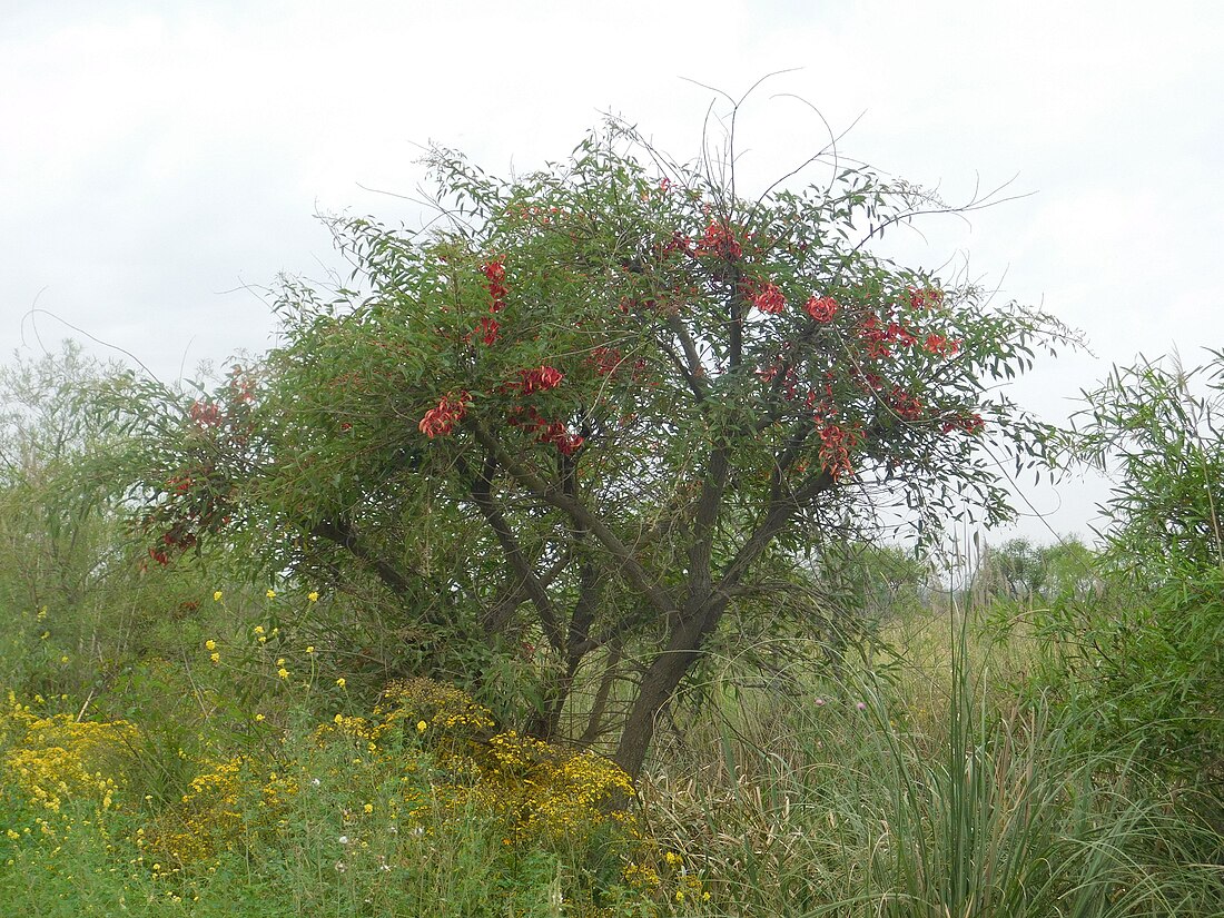 Eritrina cresta de gall