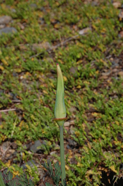 File:Eschscholzia californica-15.jpg