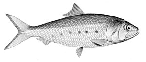 The Wonder of the Fish Called Menhaden