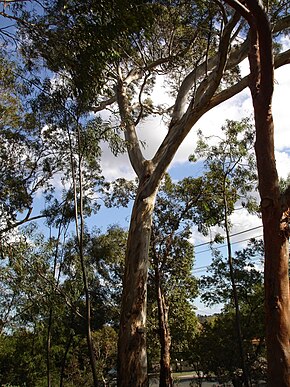 Descrierea imaginii Eucalyptus leucoxylon.jpg.