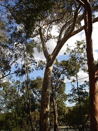 <i>Eucalyptus leucoxylon</i> Species of plant