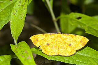 <i>Eumelea ludovicata</i> Species of moth