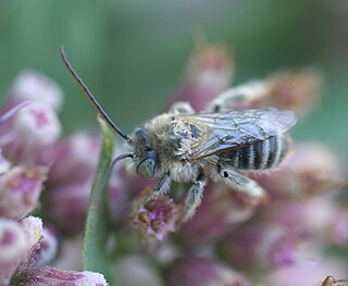 <i>Melissodes</i> Genus of bees