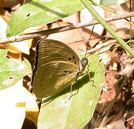 Euphaedra phaethusa