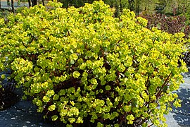 Euphorbia epithymoides 'Purpurea'.