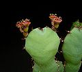 Euphorbia opuntioides