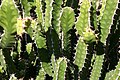 Euphorbia pseudocactus01.jpg