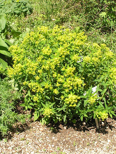 Category:Euphorbia salicifolia - Wikimedia Commons