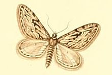 Eupithecia rosmarinata.JPG