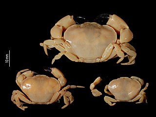 <i>Euryxanthops</i> Genus of crabs