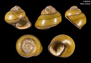 <i>Eyriesia</i> Genus of gastropods