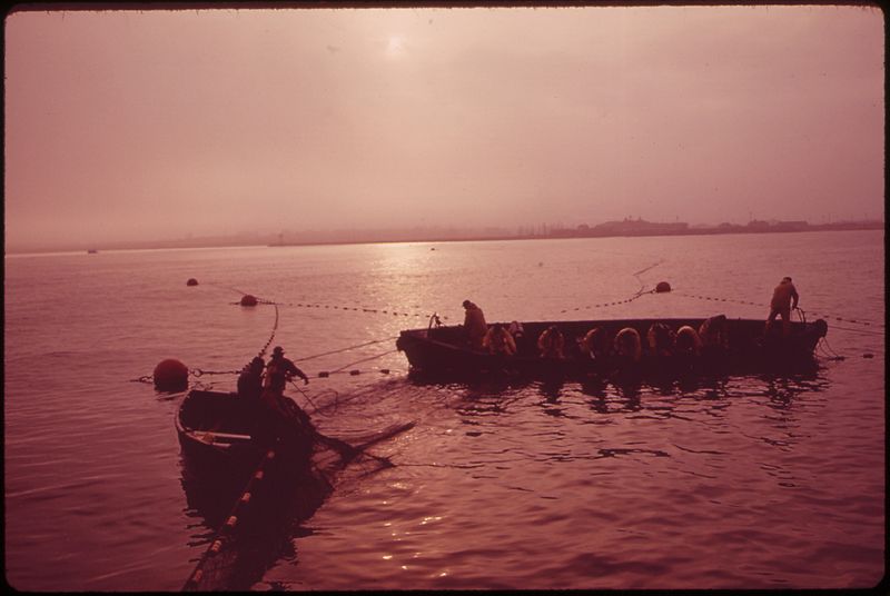 File:FISHING DORIES CLOSE IN ON TRAP NETS THEY HAVE SET AT THE MOUTH OF THE SAKONNET RIVER. HERE THEY WILL CATCH FISH... - NARA - 547549.jpg