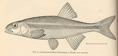 FMIB 39776 Leuciscus siuslawi Evermann & Meek ، گونه های جدید. jpeg