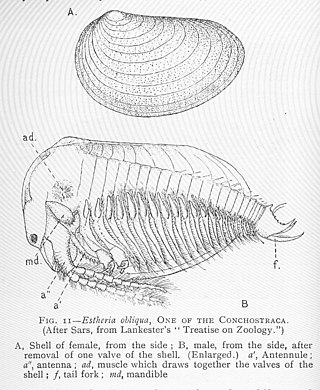 <i>Lioestheria</i> Genus of small freshwater animals