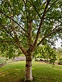 Molyhos nyír (Betula pubescens)