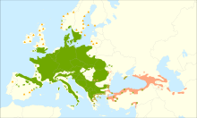 Gamme Fagus sylvatica.svg