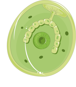 Fasciola hepatica metacercaria