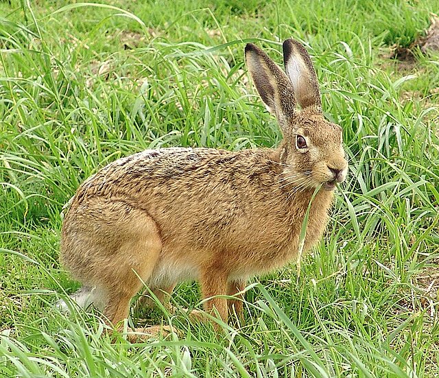 European rabbit - Wikipedia