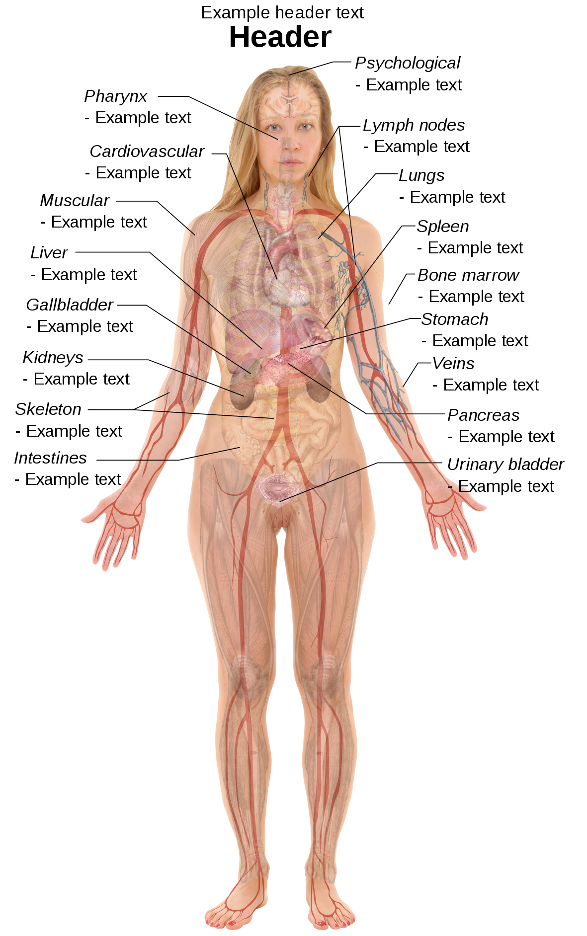 File Female Template With Organs Svg Wikimedia Commons