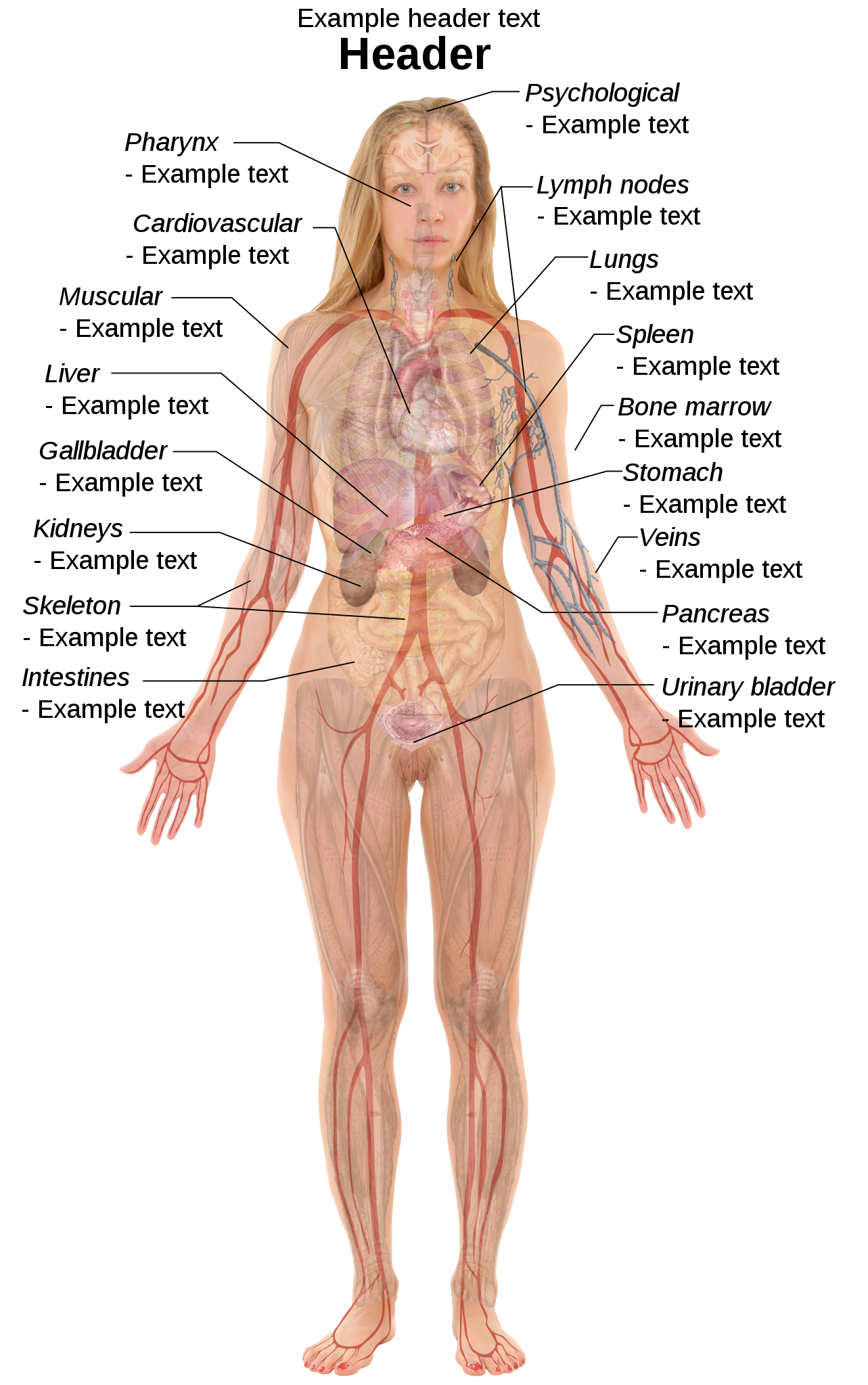 Anatomy Clipart-reference diagram of adult female front body parts human  anatomy