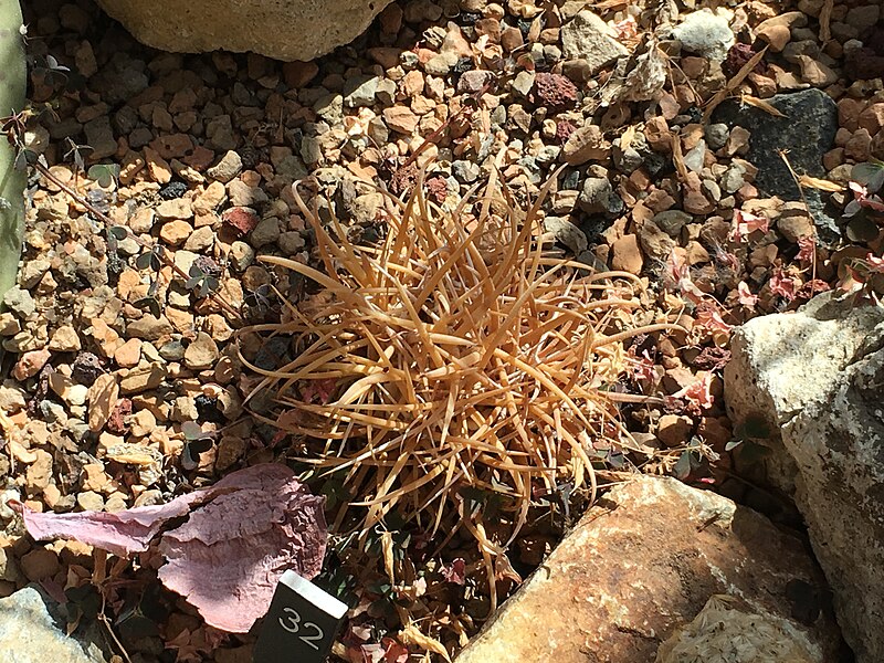 File:Ferocactus chrysacanthus.jpg