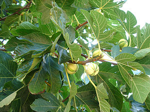 Ficus carica Panascè.jpg
