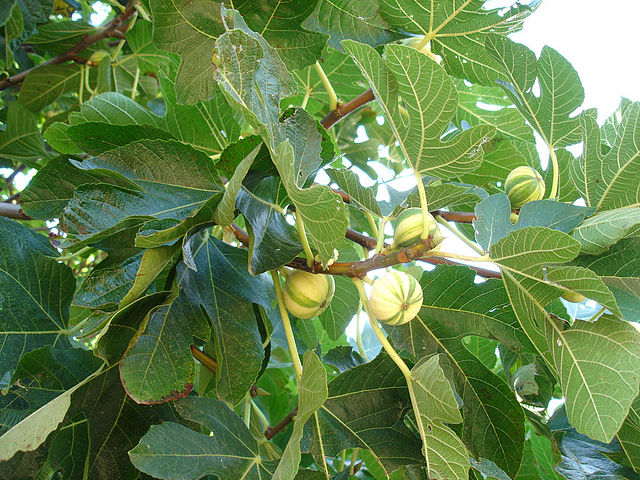 Fig - Wikipedia