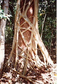 Syzygium hemilampra-Iluka.jpg üzerinde Ficus watkinsiana