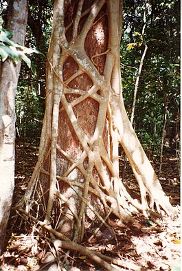 Ficus watkinsiana на стволе Syzygium hemilampra, Новый Южный Уэльс, Австралия