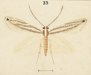 <i>Erechthias indicans</i> Species of moth