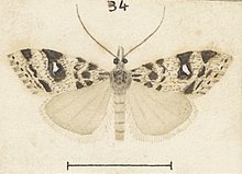 Illustration of G. petraula by George Hudson. Fig 34 MA I437618 TePapa Plate-XIX-The-butterflies full (cropped).jpg