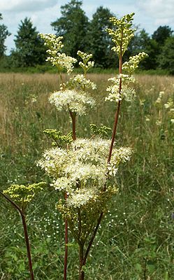 Meadowsweet (Filipendula ulmaria)