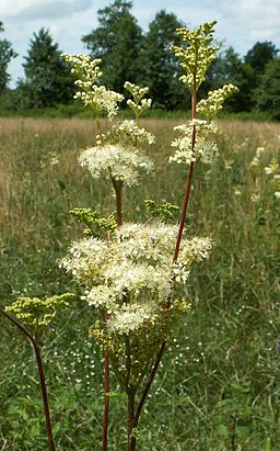 Filipendula ulmaria kz1