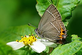 Satyrium watarii