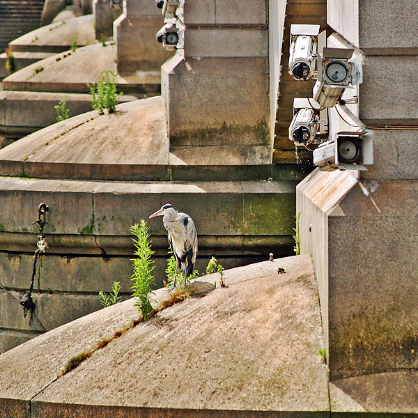 File:Flickr - Duncan~ - Heron at Putney Bridge.jpg