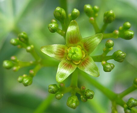 Tập_tin:Flower_-_Jatropha_subaequiloba_(4465337856).jpg