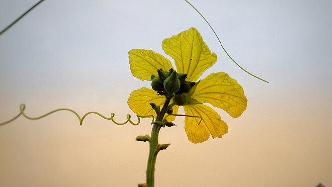 Flower and it's vines