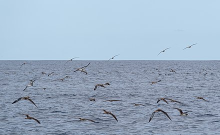 Flying Cory's shearwater (Calonectris borealis), São Miguel Island, Azores, Portugal