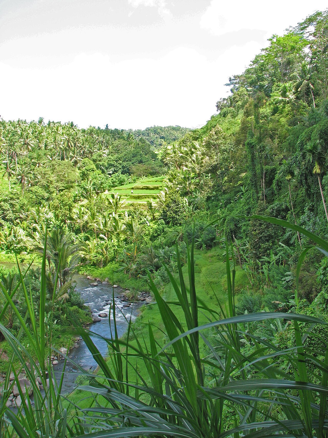 Forêt pres de Ubud