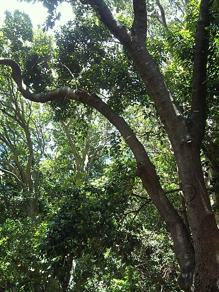 File:Forest canopy South African indigenous Curtisia tree.jpg