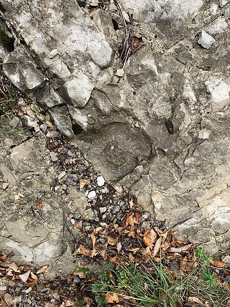 File:Fossile Chemin Liaison Croisée Thoiry Devant Thoiry Ain 2.jpg