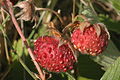 Fruits