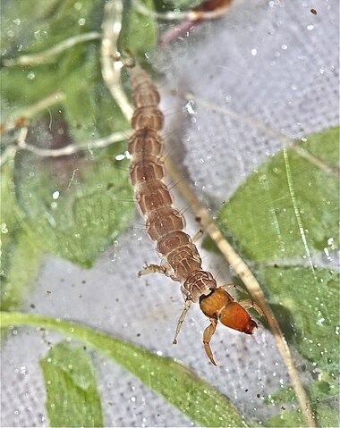 rhyacophila larva freeliving caddisfly