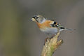 Fringilla montifringilla