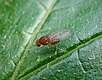 Fruchtfliege Drosphila Einwanderer (37911683846) .jpg